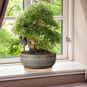 G EPGardening 8" Ceramic Succulent Planter | Gray w/ Bamboo Saucer